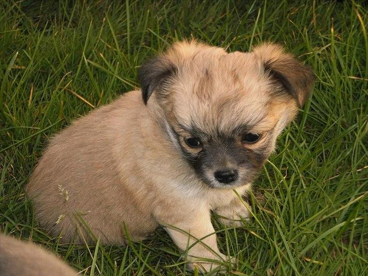 Chihuahua Gucci/Lutter - Min lille Prinsesse <3 
- 6 uger ! billede 14