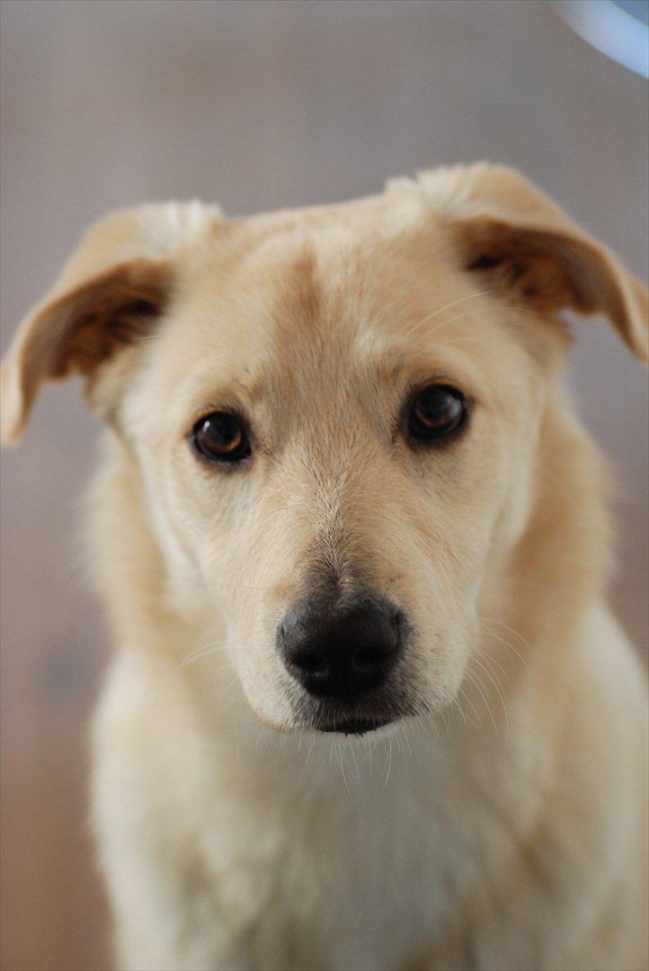 Blanding af racer Bertram - 1. oktober 2011. billede 11