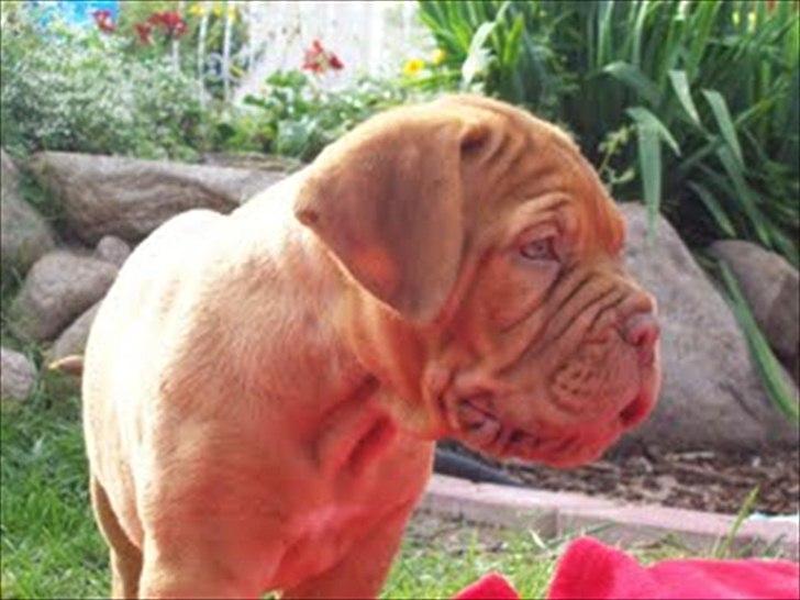 Dogue de bordeaux Bodil billede 1