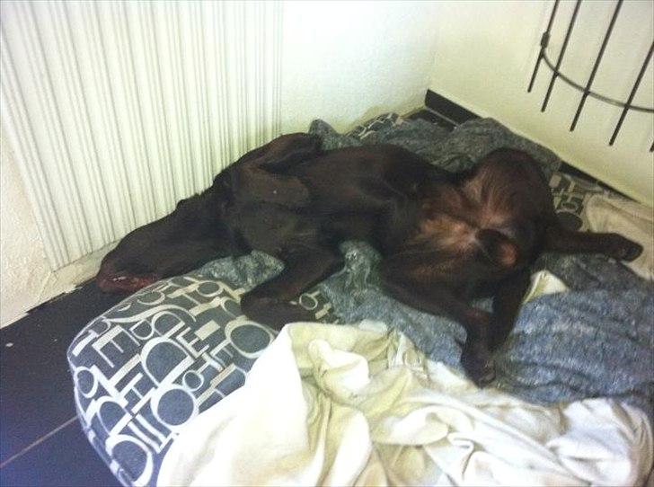 Labrador retriever Tyson - Så putter vi :) billede 18