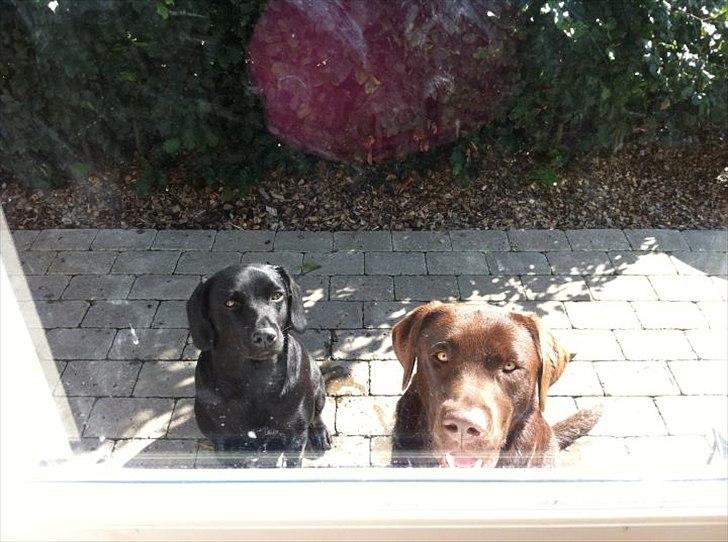 Labrador retriever Tyson - Efter 15 min. Kunne jeg ikke lade være med at tage et billede :) billede 19