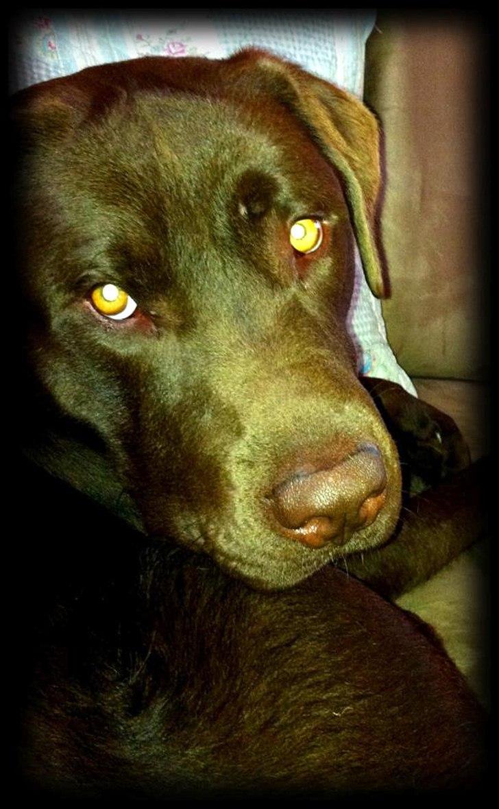 Labrador retriever Tyson - Charmetrold <3 billede 20