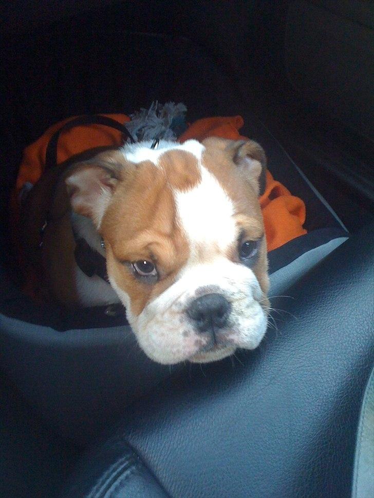 Engelsk bulldog William billede 1