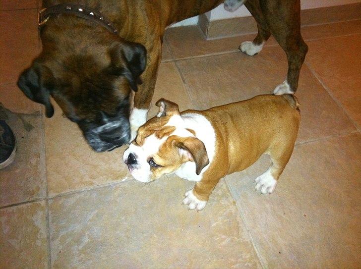 Engelsk bulldog William billede 2