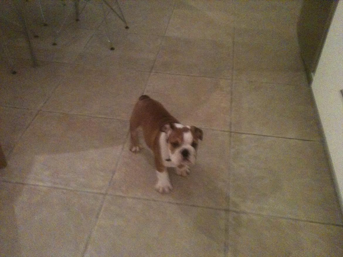 Engelsk bulldog William billede 3