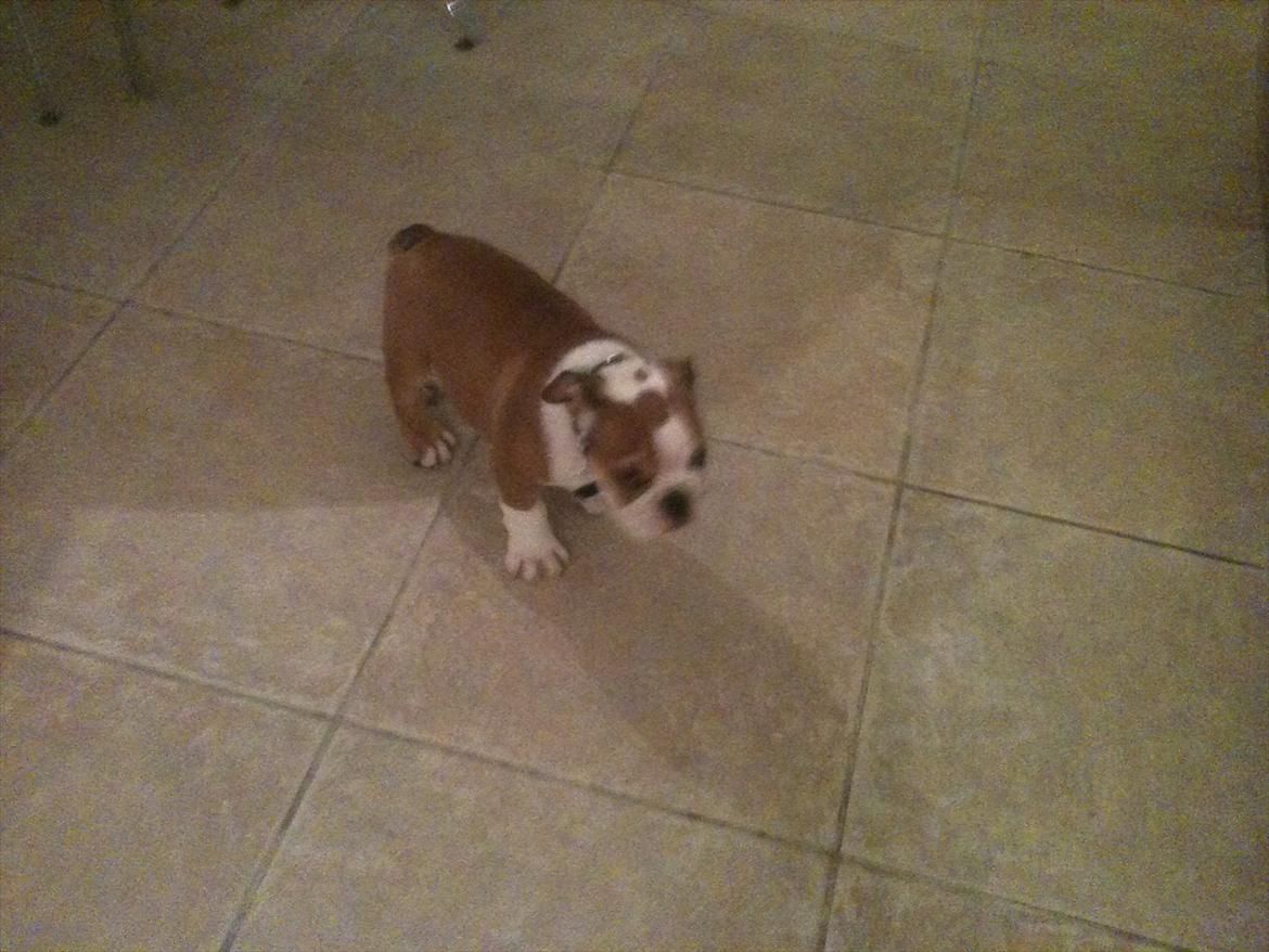 Engelsk bulldog William billede 4