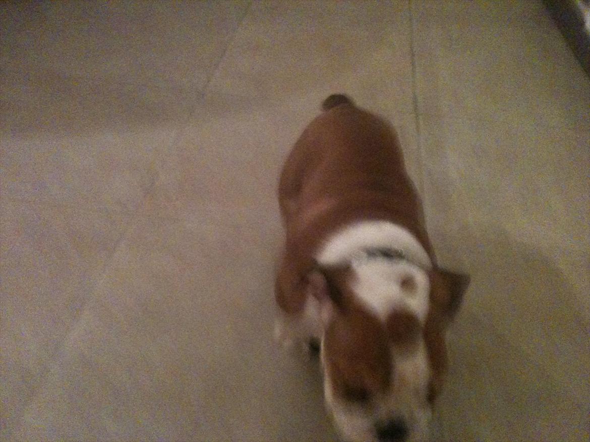 Engelsk bulldog William billede 5