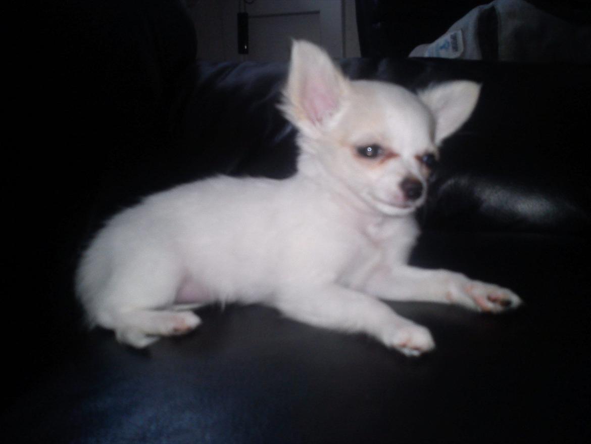 Chihuahua Stella billede 1