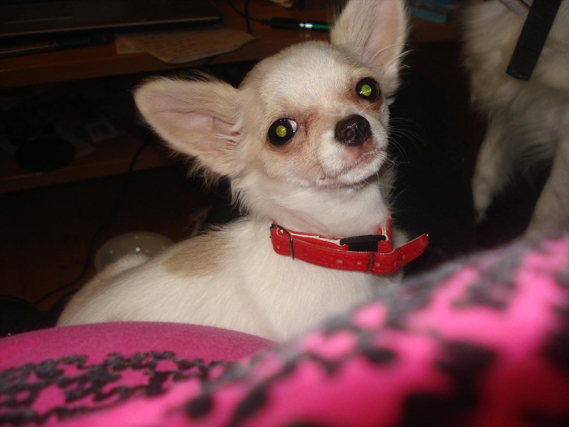 Chihuahua Stella billede 2