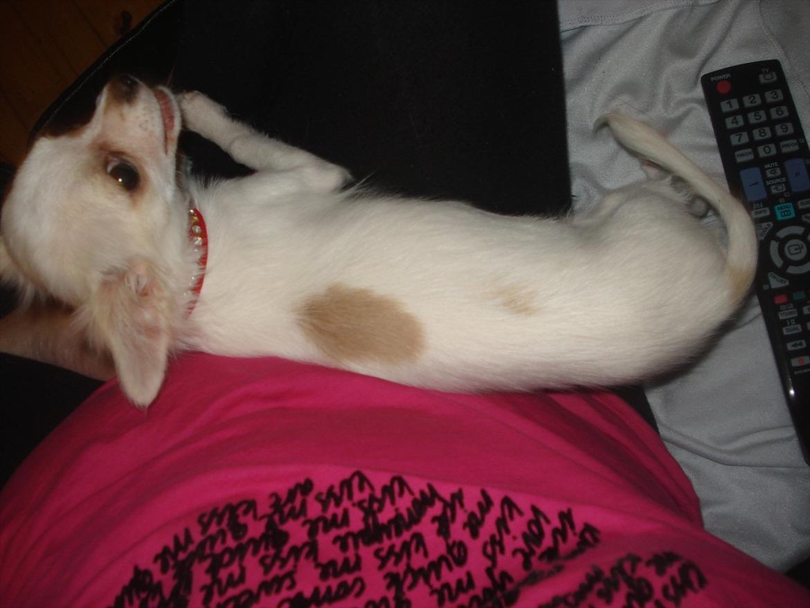 Chihuahua Stella billede 3