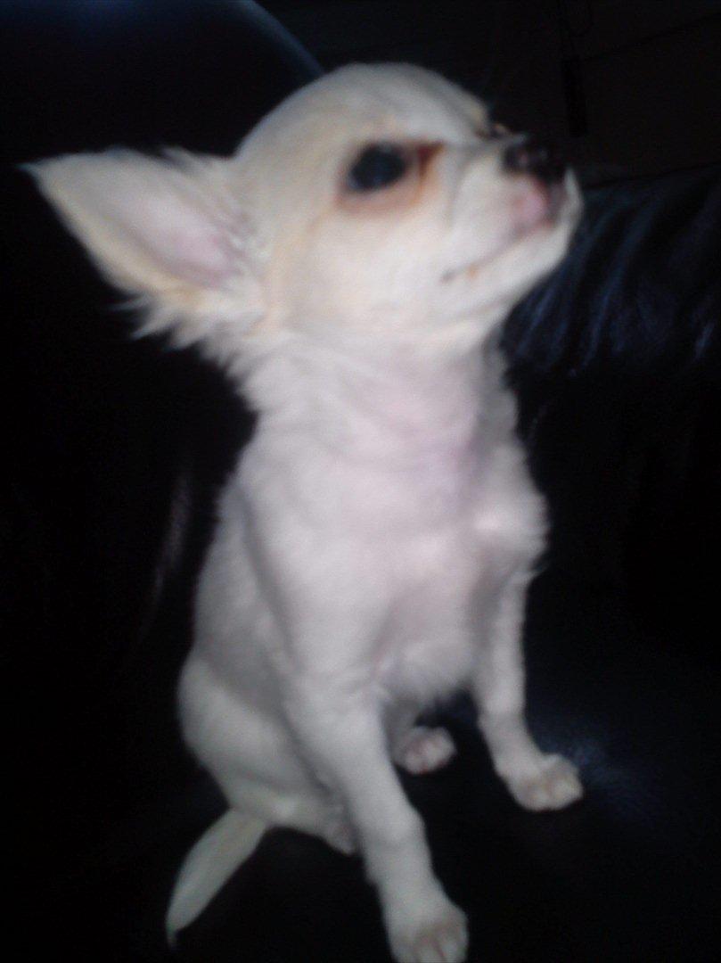 Chihuahua Stella billede 4