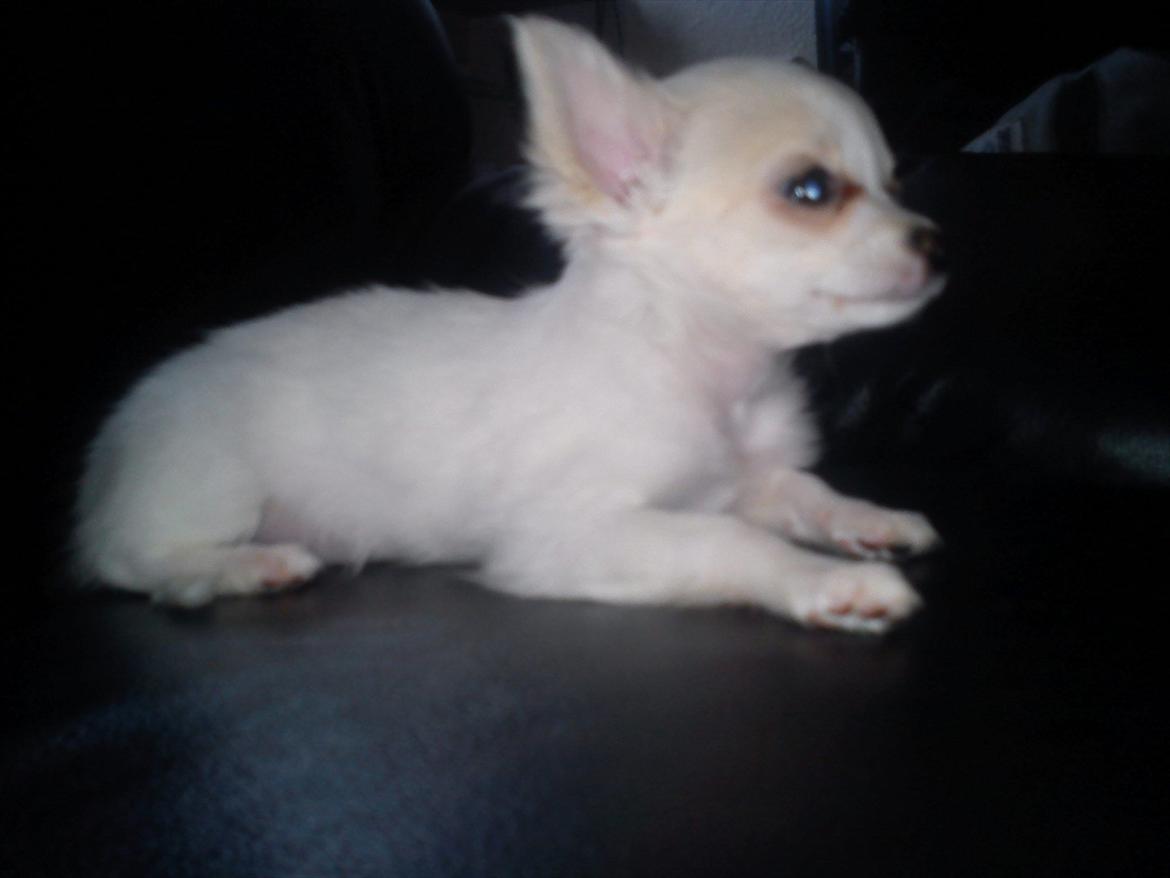 Chihuahua Stella billede 5
