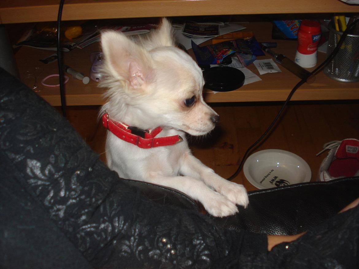 Chihuahua Stella billede 6