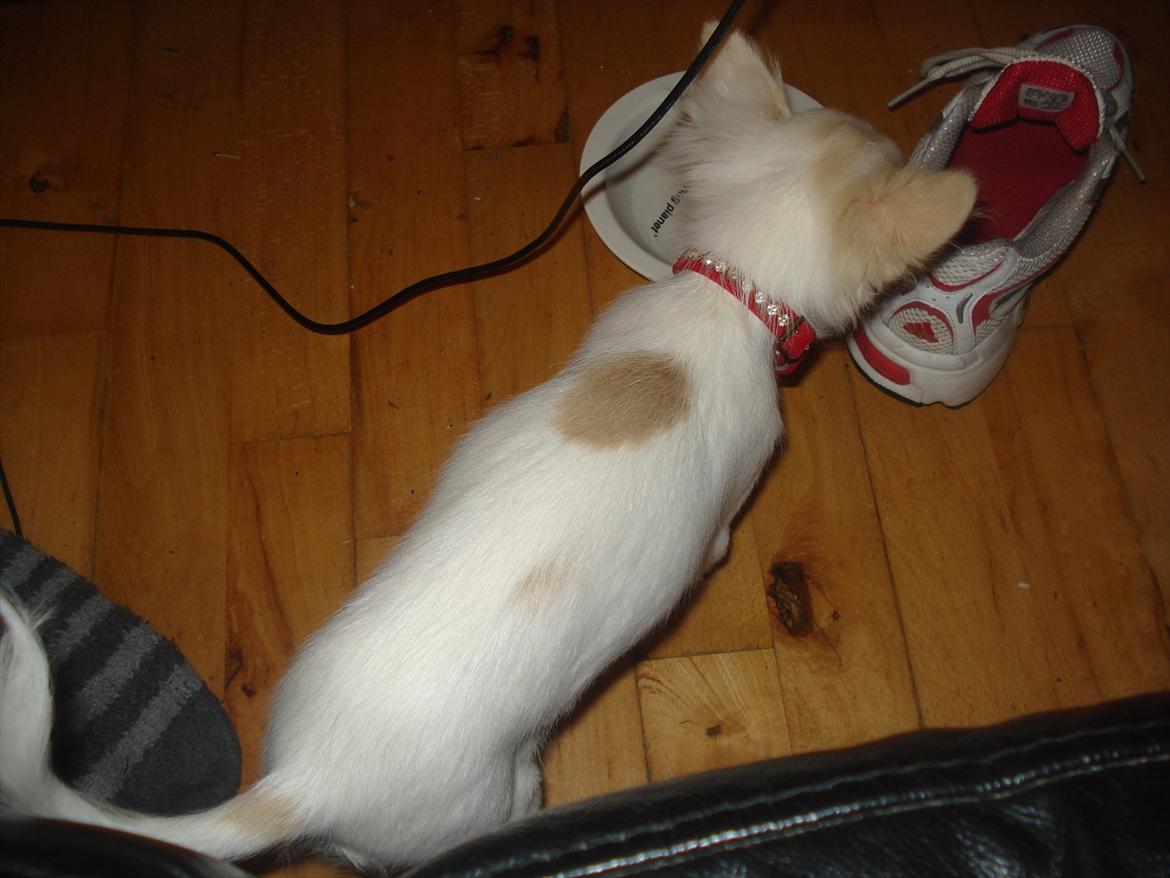 Chihuahua Stella billede 7