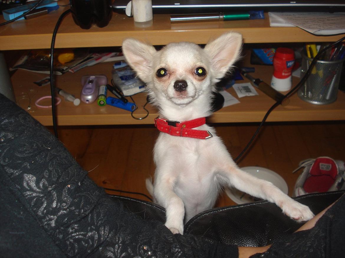 Chihuahua Stella billede 8