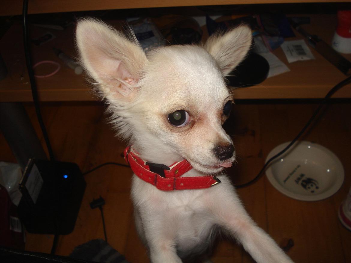Chihuahua Stella billede 9