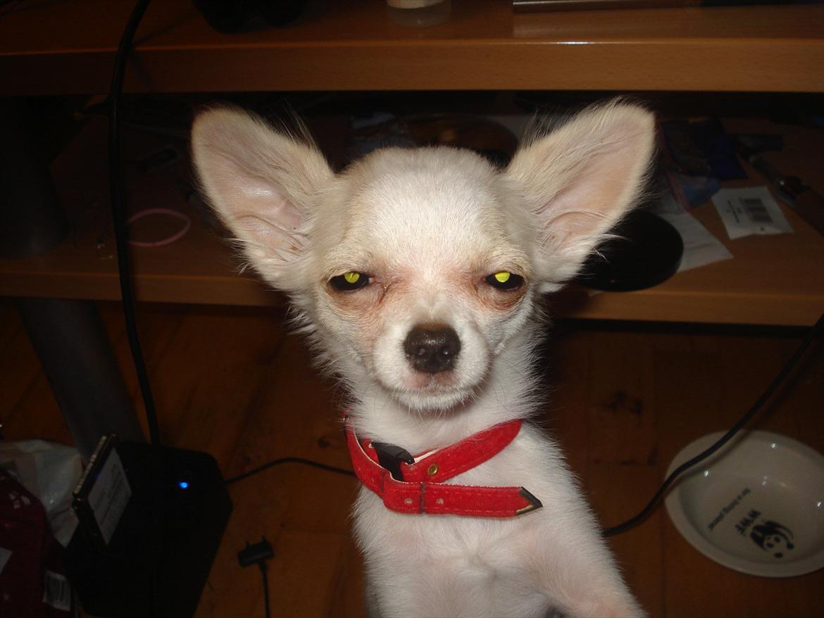 Chihuahua Stella billede 10