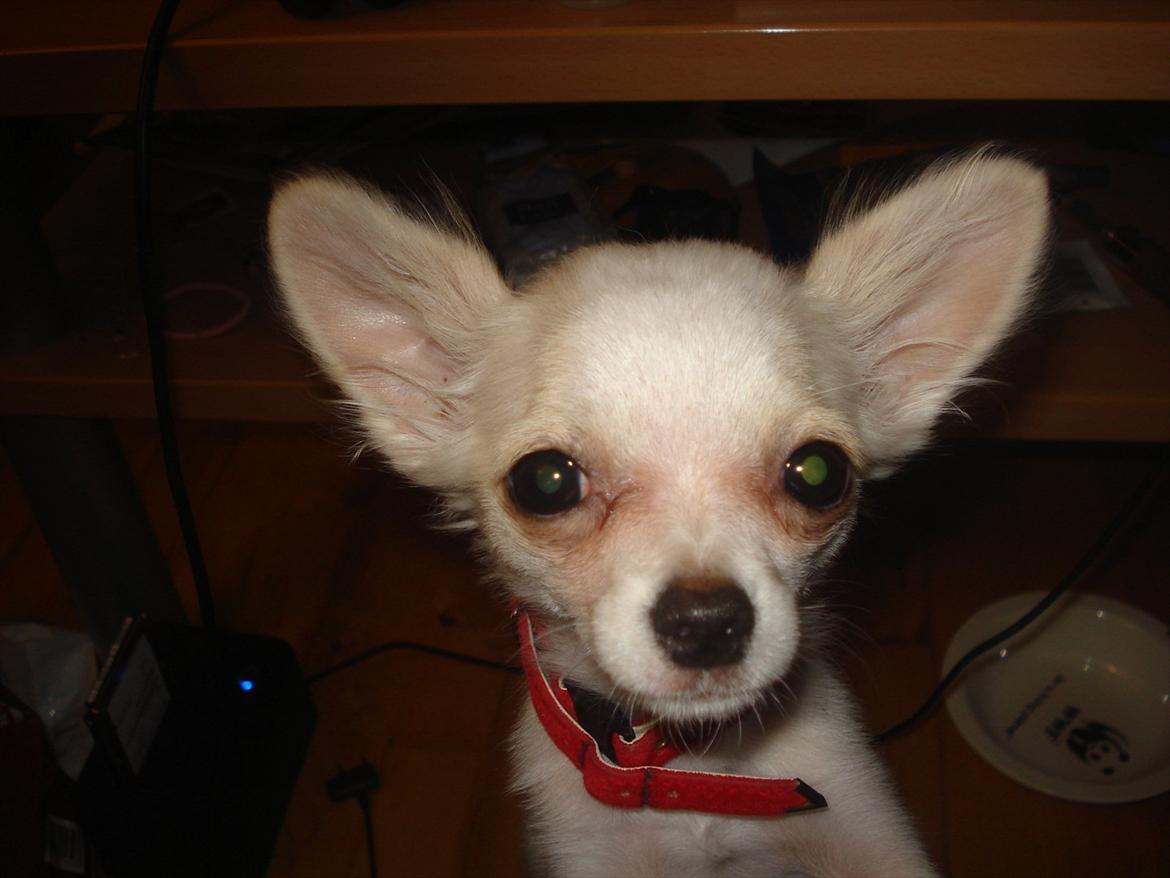 Chihuahua Stella billede 11