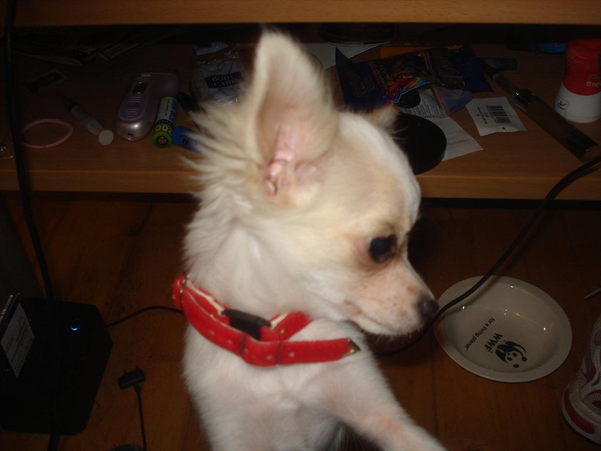 Chihuahua Stella billede 12