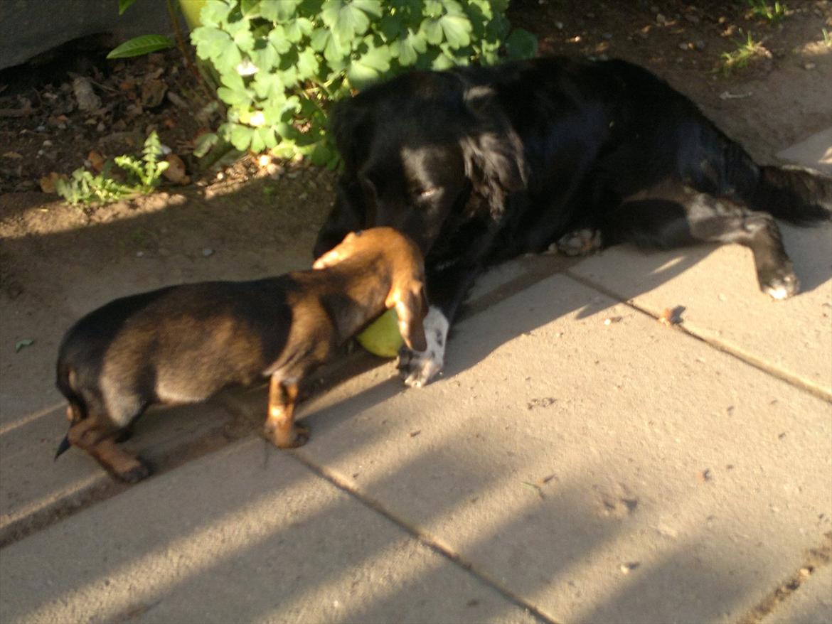 Gravhund Frække Frida :o) - Frida og Liva billede 12