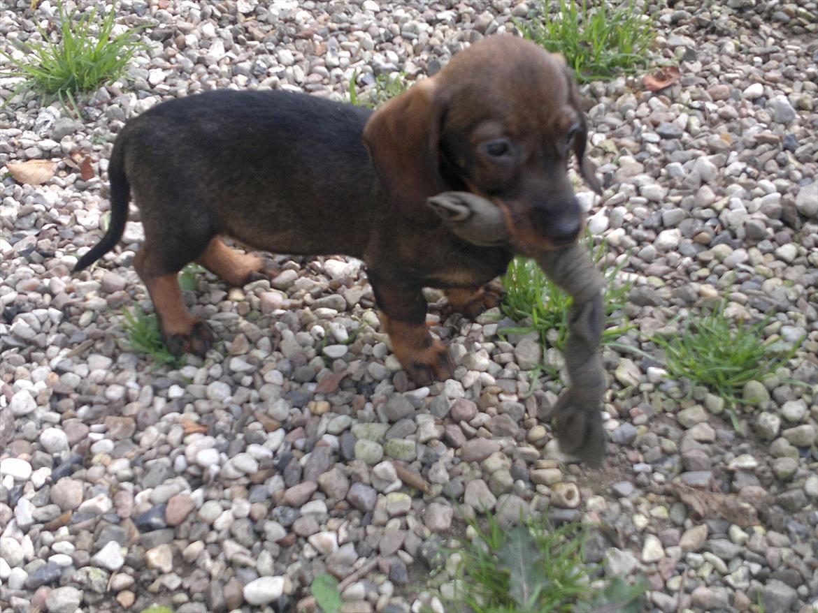 Gravhund Frække Frida :o) billede 13