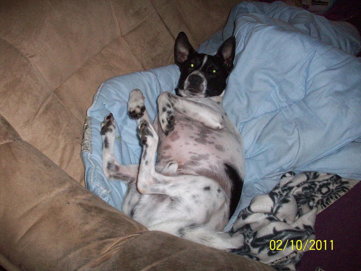 Dansk svensk gaardhund Aslan billede 19