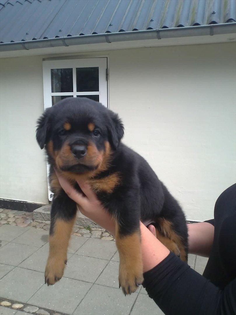 Rottweiler Heitah's Ziko billede 2