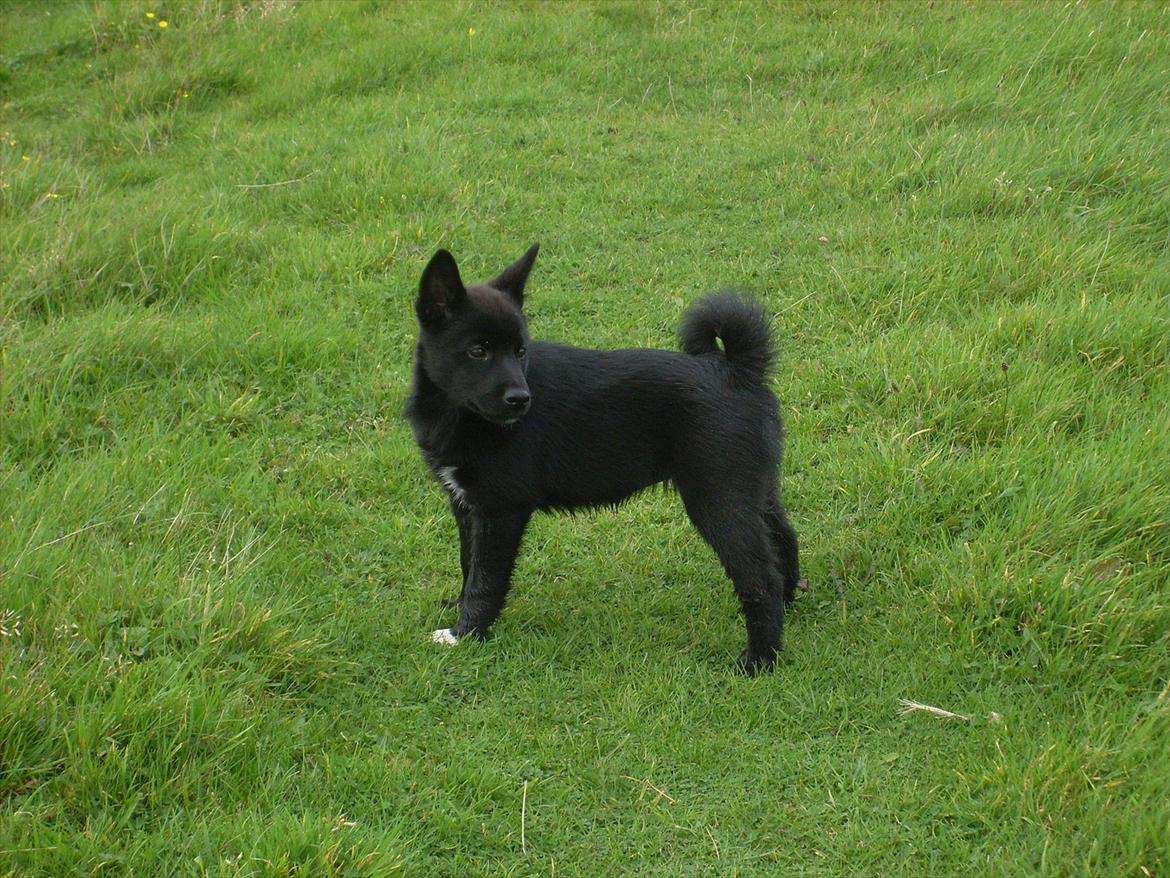 Norsk buhund Ragnhild  "Rally" - Ragnhild - "Rally"
Norsk Buhund - 12 uger gammel billede 1