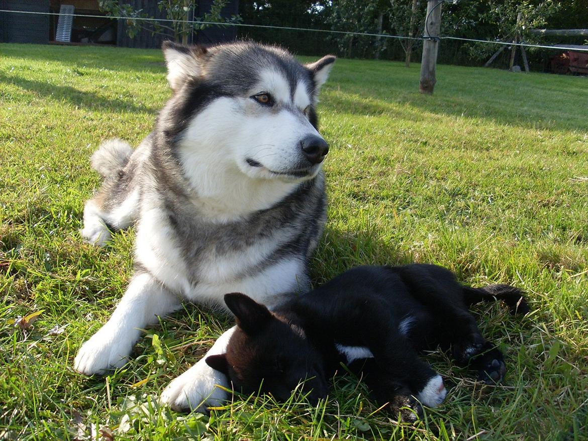 Norsk buhund Ragnhild  "Rally" - Rally søger tryghed hos Simba.. og det fungerer meget godt billede 2