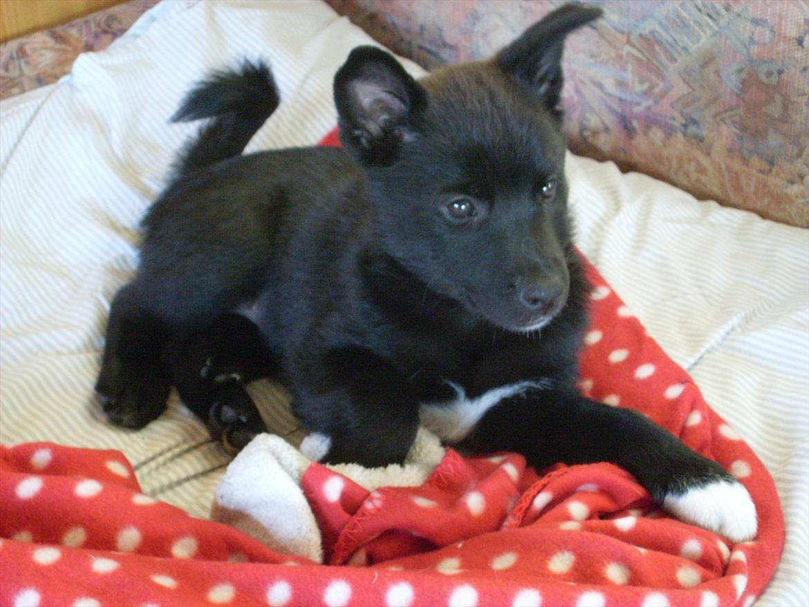 Norsk buhund Ragnhild  "Rally" - Rally på vej til hendes nye hjem billede 3