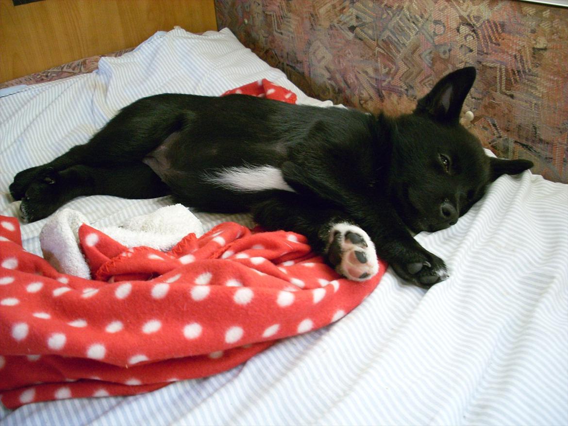 Norsk buhund Ragnhild  "Rally" - .. Rally sov hele vejen hjem... ingen ballade billede 4