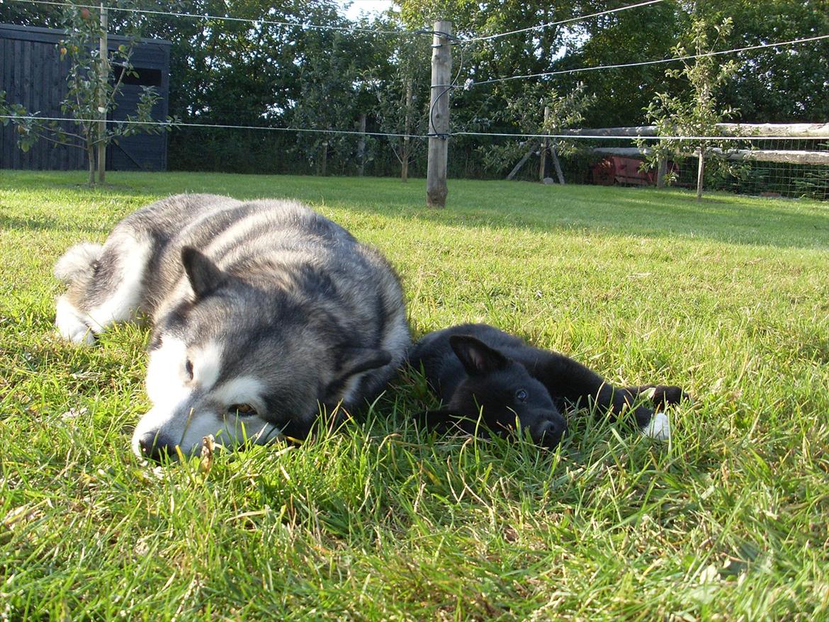 Norsk buhund Ragnhild  "Rally" - et godt venskab er ved at blive etableret billede 5