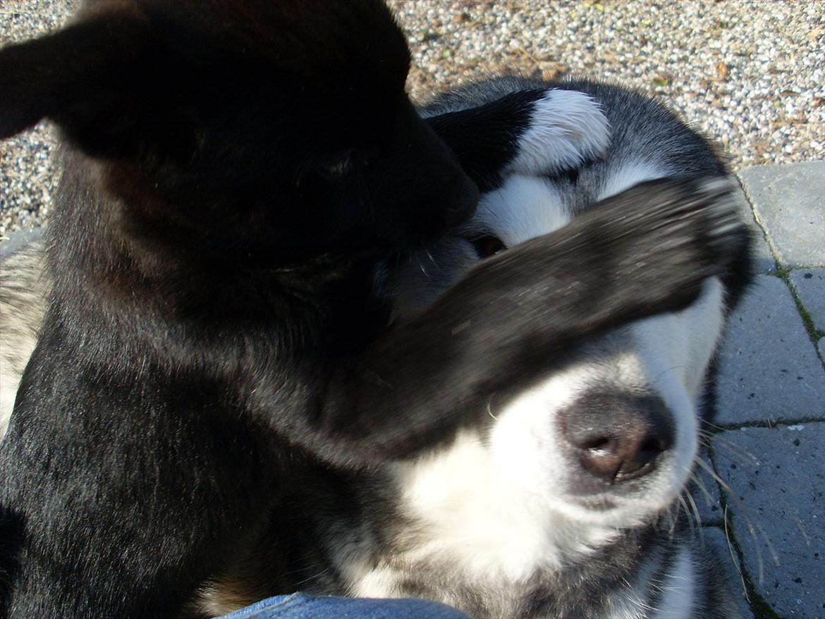 Norsk buhund Ragnhild  "Rally" - gemmeleg billede 6