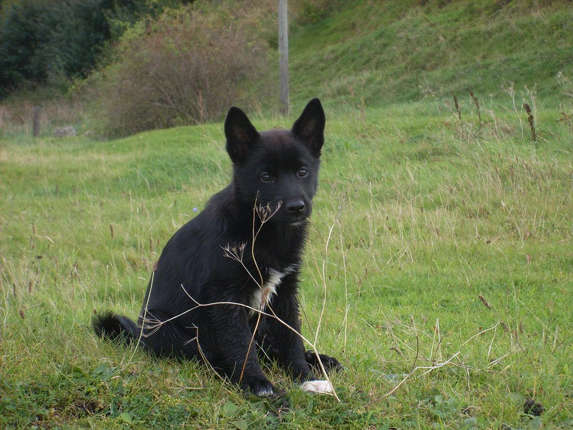 Norsk buhund Ragnhild  "Rally" billede 8