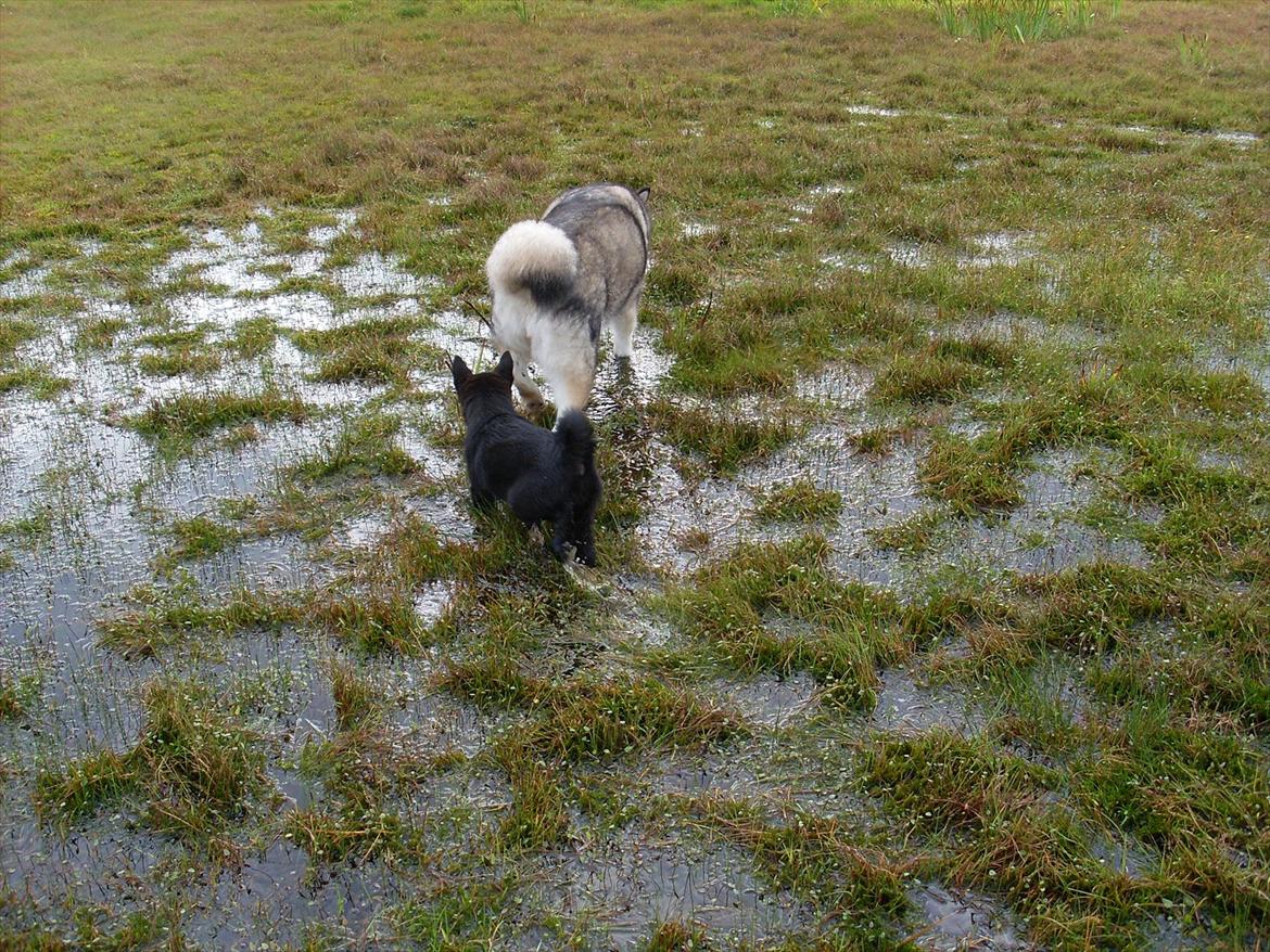 Norsk buhund Ragnhild  "Rally" billede 9