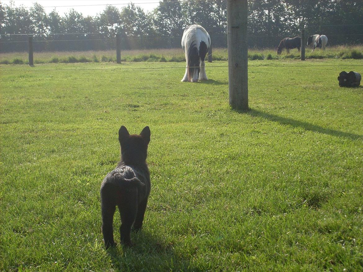 Norsk buhund Ragnhild  "Rally" - der holdes afstand til de store heste billede 10