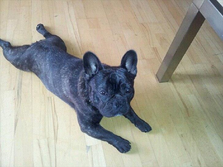 Fransk bulldog Geluna Von Hempel Klinton - 2/10-11 billede 18