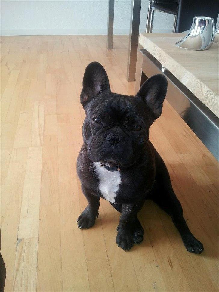 Fransk bulldog Geluna Von Hempel Klinton - 4/10-11 billede 1