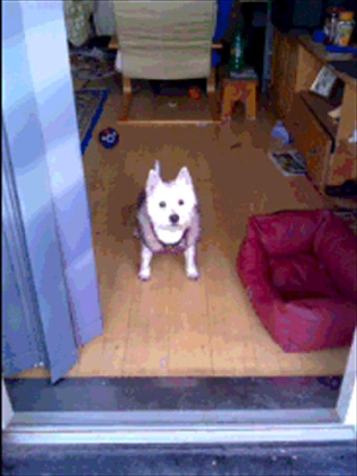 West highland white terrier Cleo billede 10