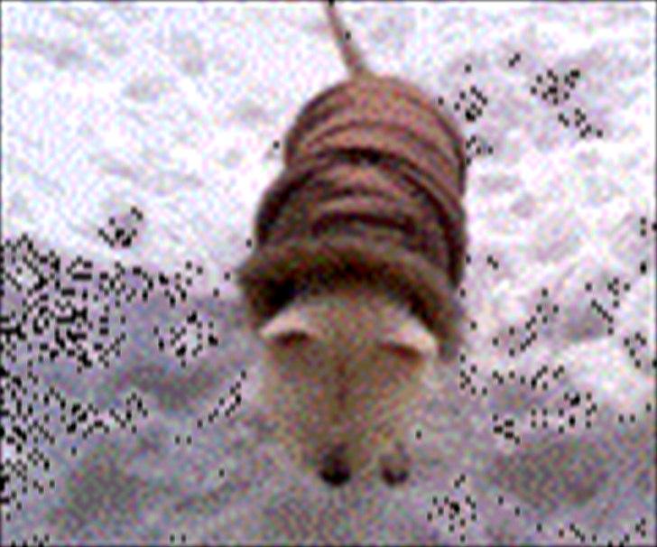 West highland white terrier Cleo billede 11