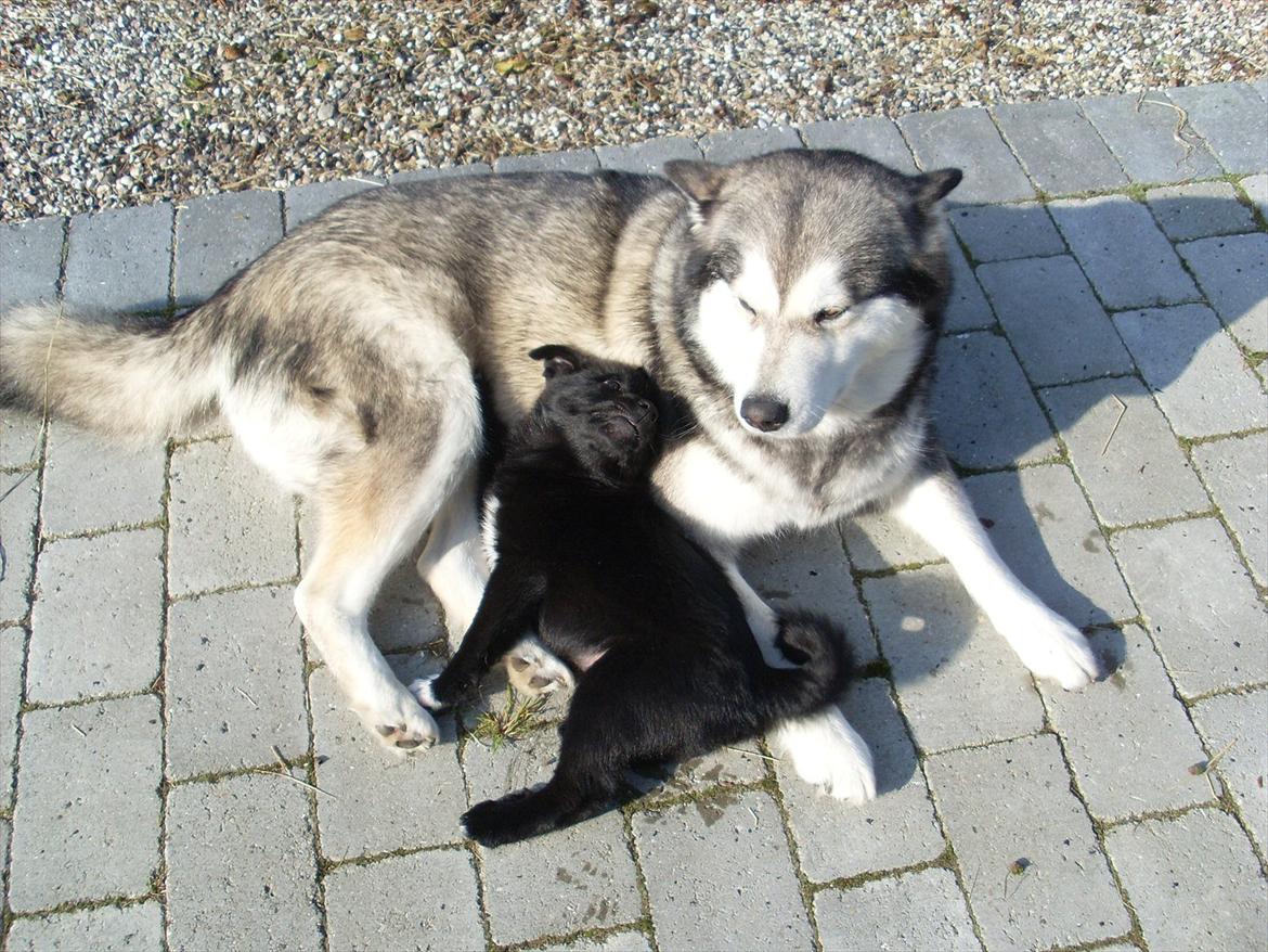 Norsk buhund Ragnhild  "Rally" - Simba du er min allerbedste ven... billede 11