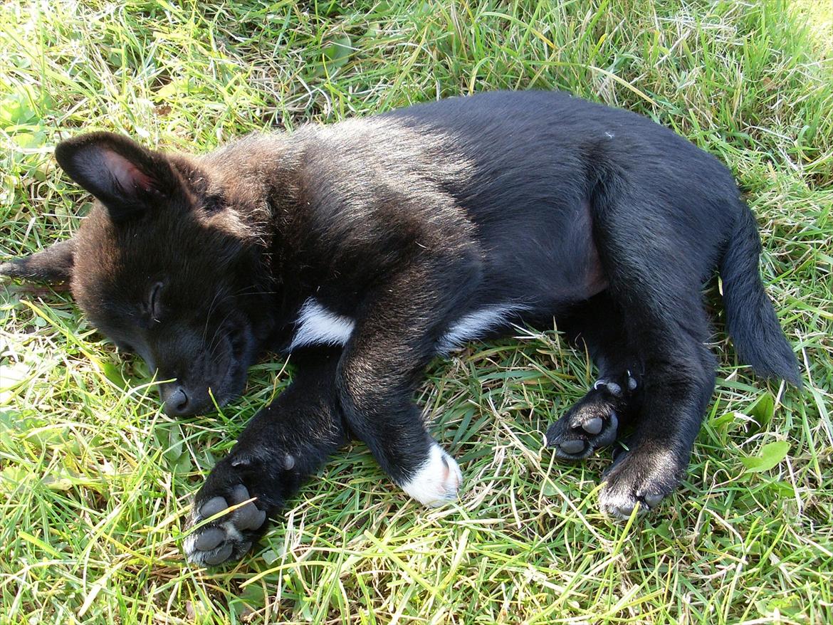 Norsk buhund Ragnhild  "Rally" - Selv den bedste kan blive træt billede 12