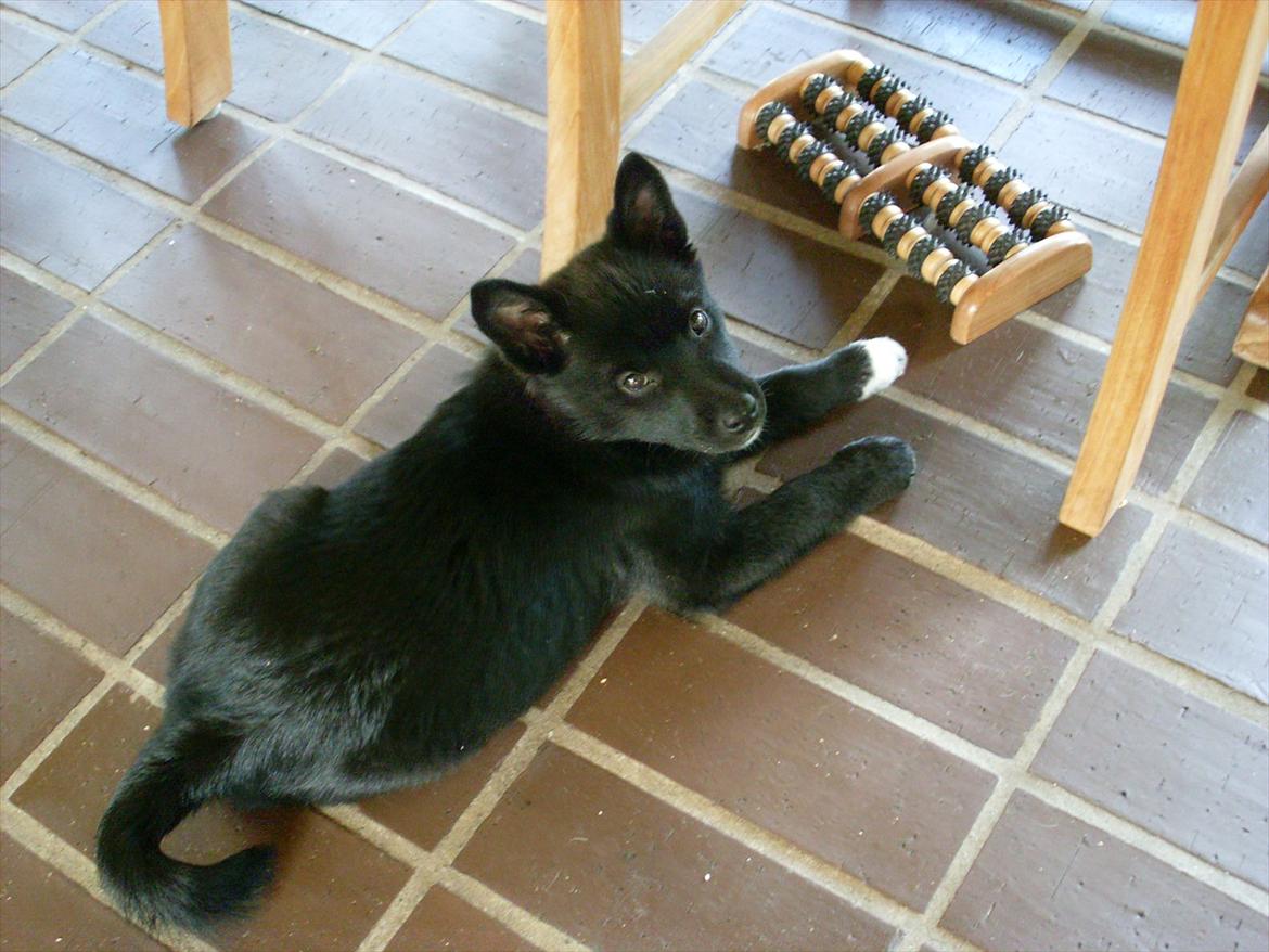 Norsk buhund Ragnhild  "Rally" billede 13