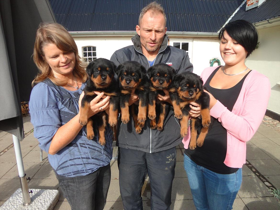 Rottweiler Heitah's Ziko billede 3