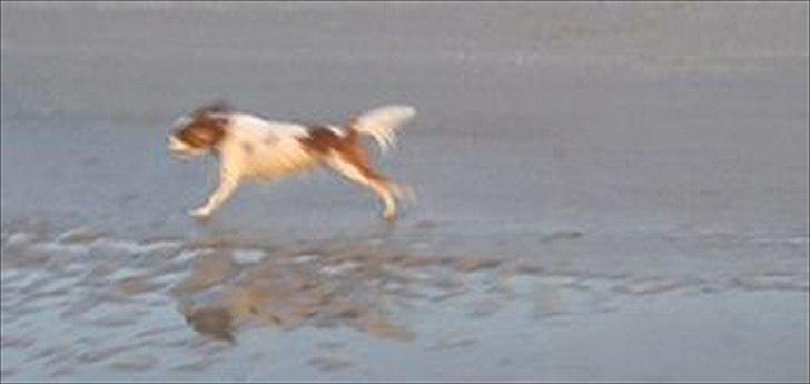 Cavalier king charles spaniel Fie - du kan ikke fange mig haha billede 12