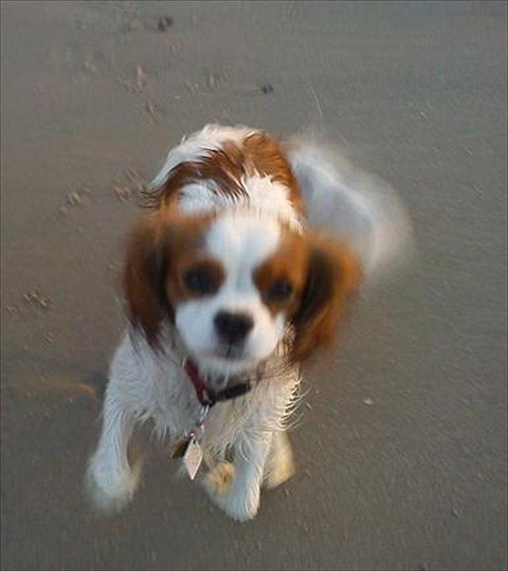 Cavalier king charles spaniel Fie - her kommer jeg billede 13
