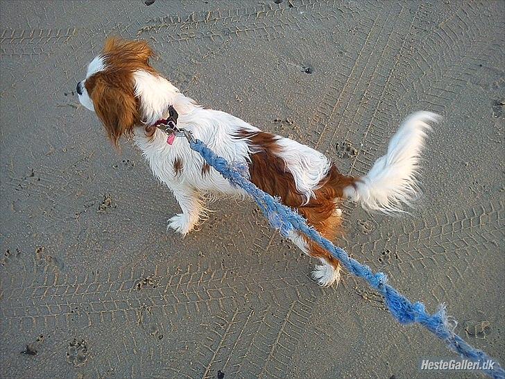 Cavalier king charles spaniel Fie - så spændene billede 14