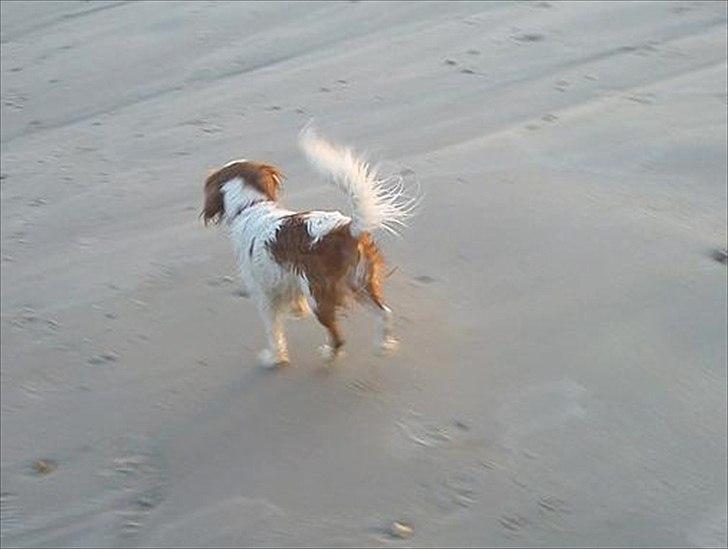 Cavalier king charles spaniel Fie - hvem der??  billede 15