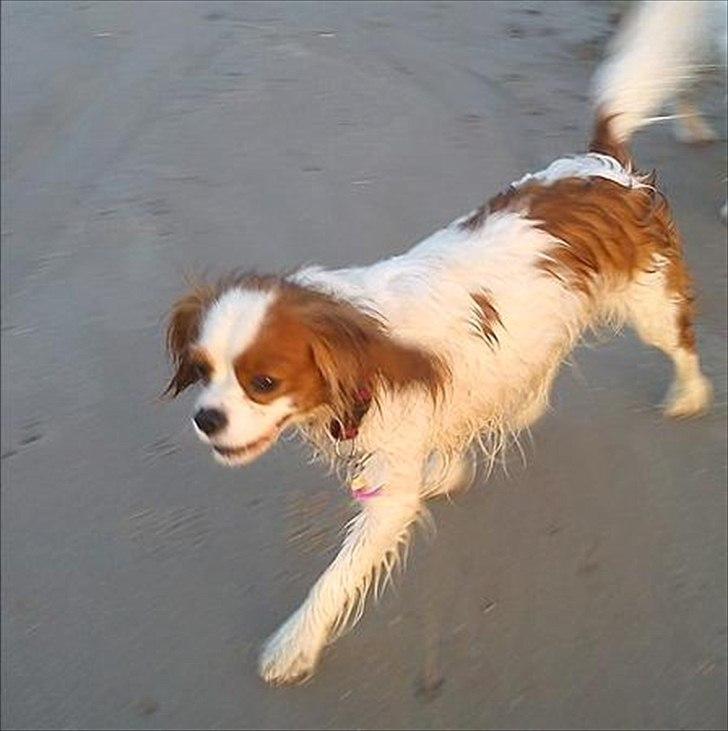 Cavalier king charles spaniel Fie - elsker strand tur billede 16
