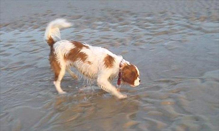 Cavalier king charles spaniel Fie - uha uha koldt billede 17